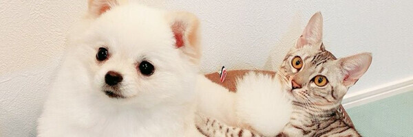 大バズり！かわいすぎて笑える！強風にあおられちゃうワンコを発見