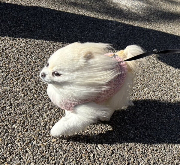大バズり！かわいすぎて笑える！強風にあおられちゃうワンコを発見