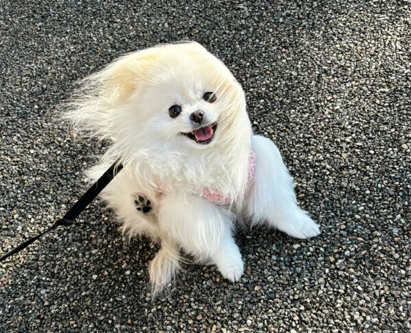大バズり！かわいすぎて笑える！強風にあおられちゃうワンコを発見