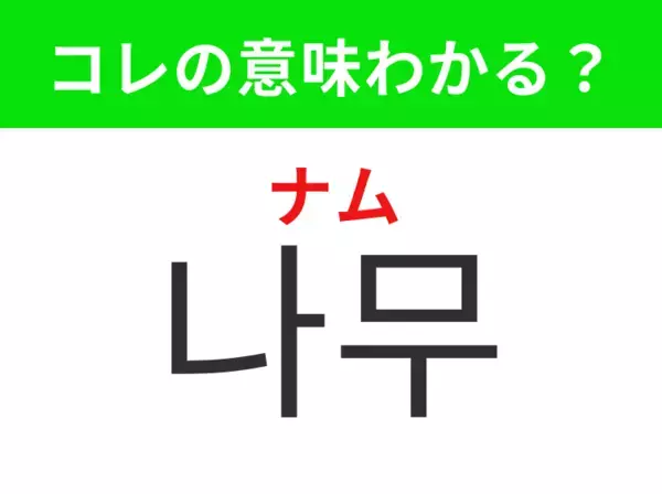 【韓国生活編】 幹や枝、葉を持つ植物！「나무（ナム）」の意味は？