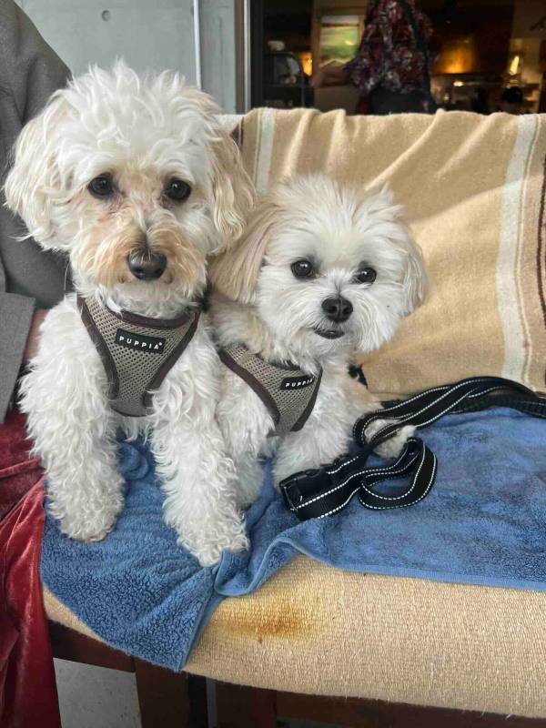 山田菜々、愛犬のほっこり写真を公開！金曜日ならではのコメントで溢れかえり感想にニコニコ