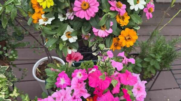 小川菜摘が自宅の新しい花を紹介　「さらに素敵なテラスに」と話題に