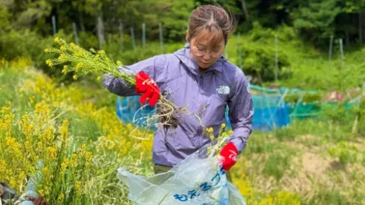 スキーモ・上田絢加、練習拠点の片品村で"侵略的外来種ワースト100"に入る植物駆除のお手伝い