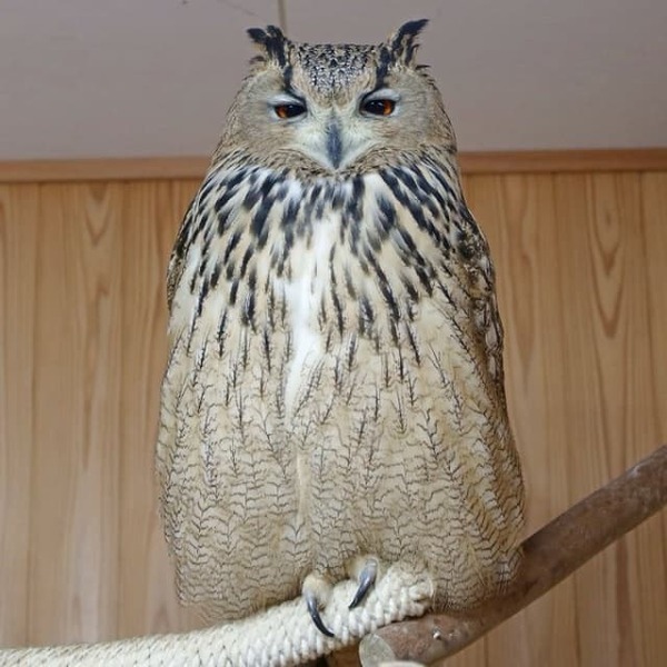 ”何か言いたいことがありそうな顔”のフクロウの姿を松江フォーゲルパークが公開！その表情に反響