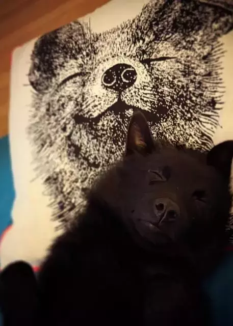 「似すぎて笑った！」杏がフィンランドで見つけた激似クッションカバーにほっこり共感続出！