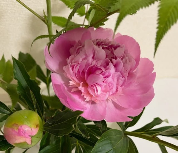 「幸せに包まれました」鈴木絢音が〇〇を習い始めたことを報告！