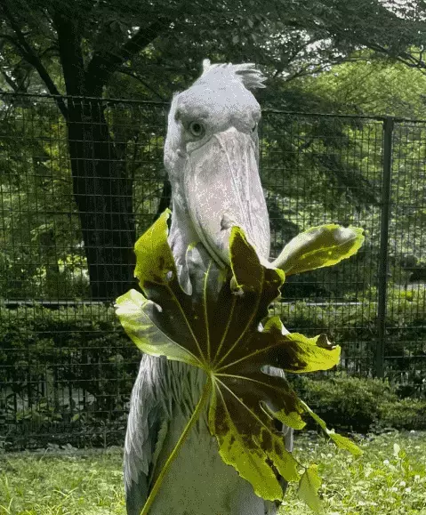 ハシビロコウの“しずか”、巣作りに夢中！顔より大きな葉をせっせと運搬中