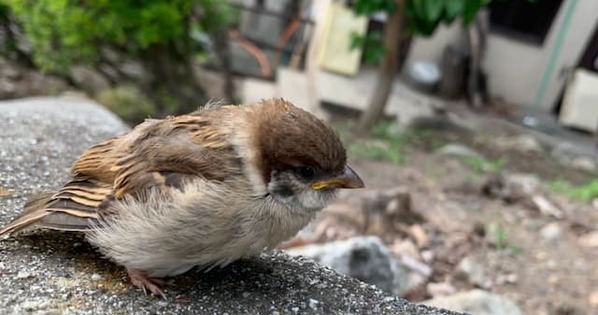 地面にいる野鳥のヒナは「練習中」　助けたい気持ちはグッとこらえて