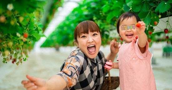 「45分間いっぱい食べたよ〜」柳原可奈子がバリアフリーいちご農園へ！
