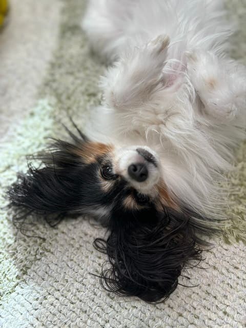 「写真集出せちゃいますね」人気声優が公開した愛犬のセクシー&amp;おバカなショットが可愛すぎると反響