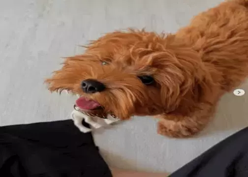 「結構上手く撮れた」アンガールズ山根、愛犬の上目使いショット成功にファンうっとり