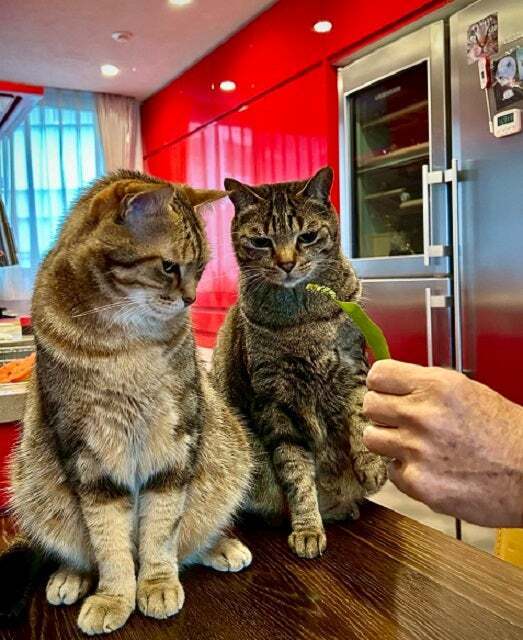 「兄弟そろって箱入り息子でした」写真家・岩合光昭がイモムシを前にフリーズする猫たちの姿を公開