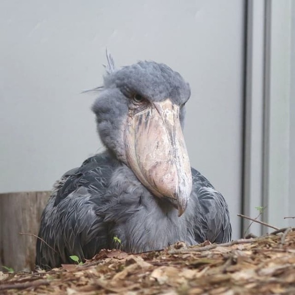 「とてもさっきまで〇〇していた顔とは…」〇〇直後でも威厳あるハシビロコウのショットに反響