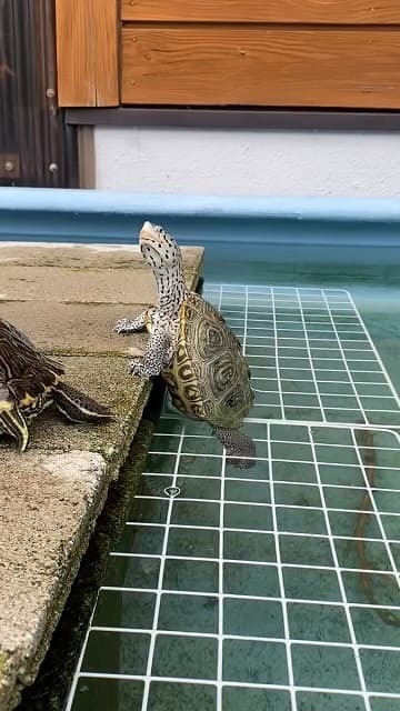 「しっかり立ってるようで可愛すぎる」カメのつかまり立ち（？）姿が可愛いと話題に