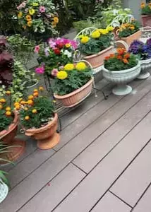 “おうちガーデン”が映えすぎ！小川菜摘が公開したお庭に注目集まる‼