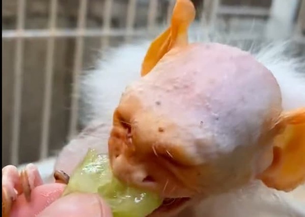 超ご長寿の猿「コモンおばあちゃん」　驚異の食欲にほっこり