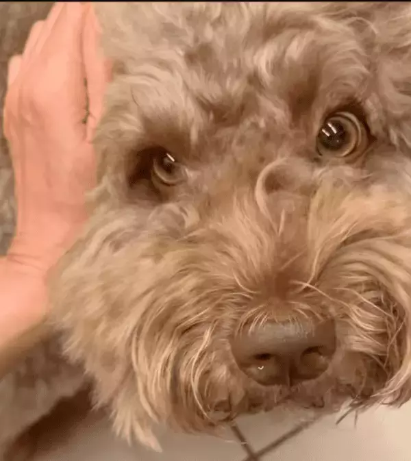 工藤静香、手作りパンの香りに誘われて…愛犬ルンちゃんが登場！