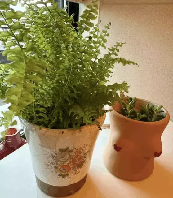 小川菜摘が独創的な植木鉢にシダなどの植物を栽培！