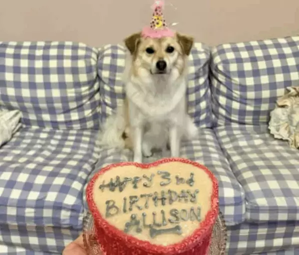 「3歳になりました」Pecoの愛犬アリソンが誕生日を迎えたことを報告！