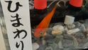 やしろ優の息子が命名！3歳が名付けた“金魚ちゃん”の名前とその理由に感動の声続出！
