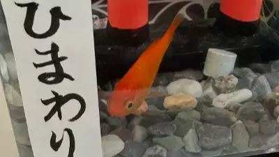 やしろ優の息子が命名！3歳が名付けた“金魚ちゃん”の名前とその理由に感動の声続出！
