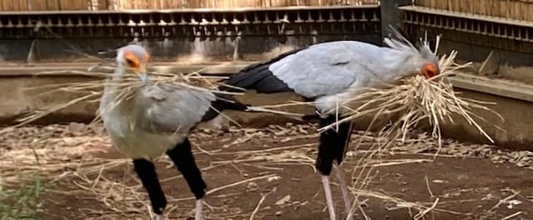 藁をくわえて大奮闘　ヘビクイワシのオス、全力で巣作り