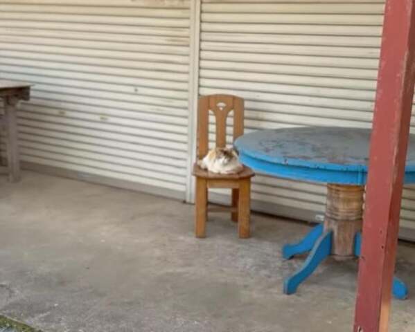 プロレスラー・長与千種、傷だらけの猫との出会い「戦ってる者同士のような気持ちになる」