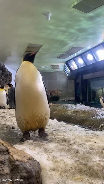 「楽しそうに見える歩き方」ペンギンの”ゆらゆら”歩く愛らしい動画に反響