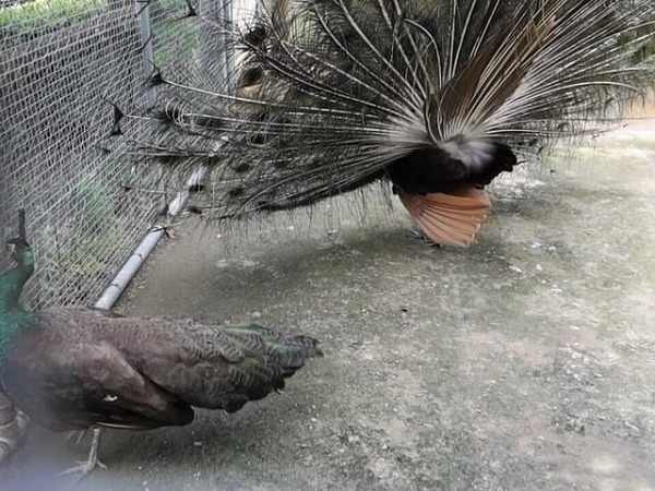 「うしろ！うしろ～～！」せっかくのアピールも空回りなクジャクの姿が面白いと話題に