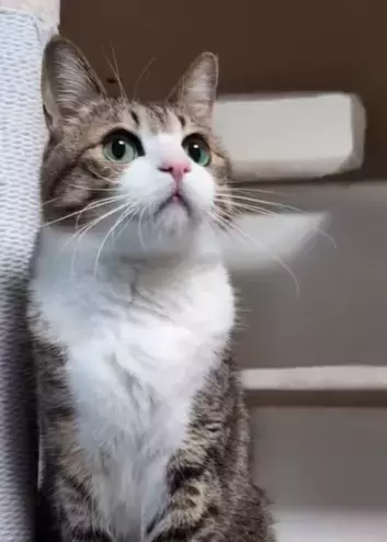 急にやる気スイッチONになる猫の動きがキレキレすぎる！Suzume Catが最新動画を披露！