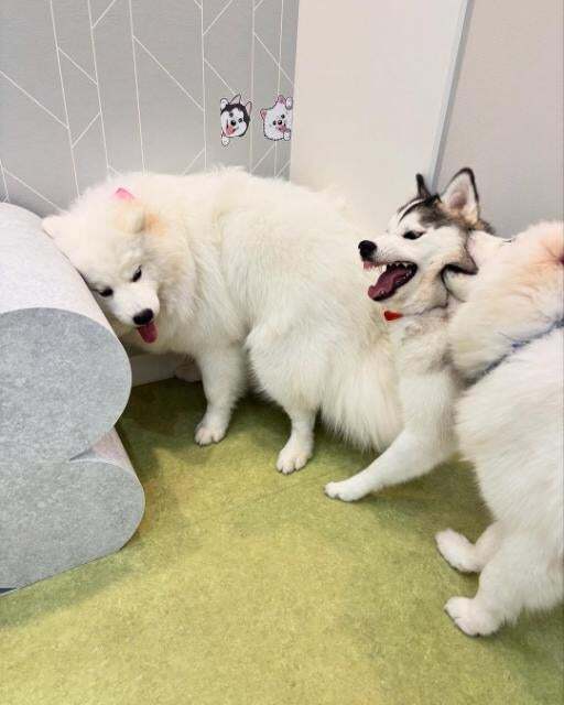 平末明日香、サモエドカフェで癒しのひととき「わんちゃん飼うのが夢」