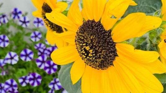 「元気と笑顔が生まれるお花ですよね～」尾木ママ、父の日のプレゼントに色鮮やかなあの花をもらう！