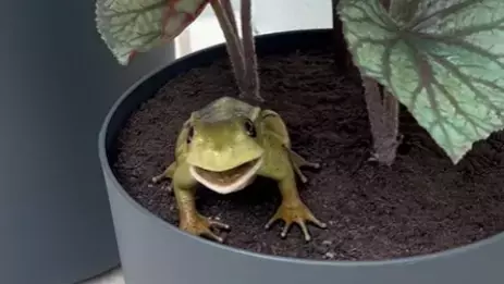 「しかも英語を。怖い。」千鳥ノブ、箱根で見つけたしゃべる◯◯◯に戦慄！？