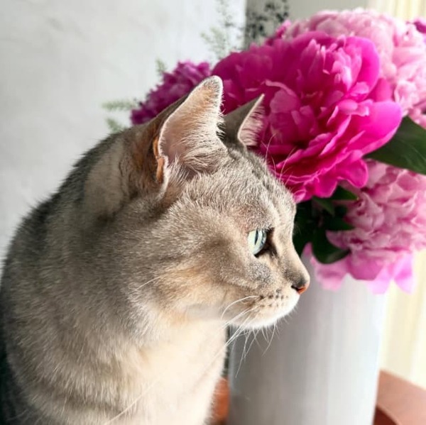 独立発表の板谷由夏が応援メッセージの数々に感謝！麗しの愛猫の凛々しい横顔で決意をアピール！「中年、まだまだ頑張るぜ！」