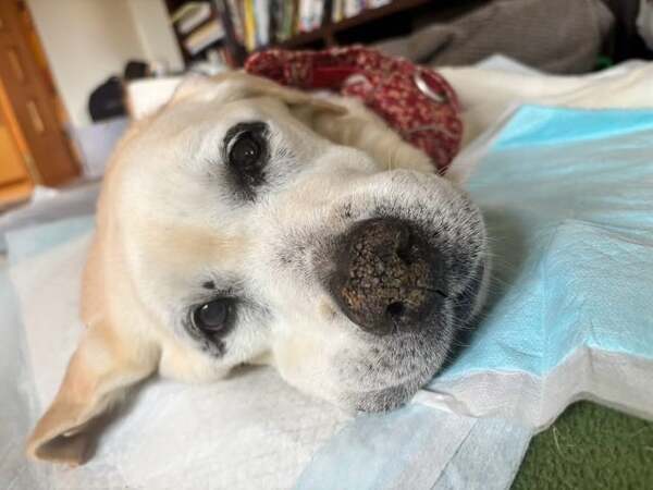 滝川クリステルが涙で綴った別れの報告、最愛のアリスへ捧げる17歳最後のメッセージ