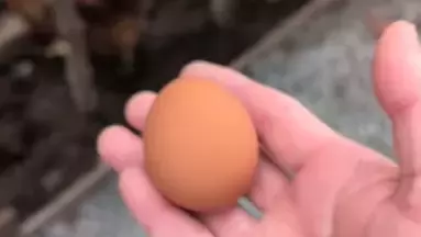 「美味しい卵をありがとう〜」照英、愛鶏三姉妹に感謝のインスタムービー投稿！