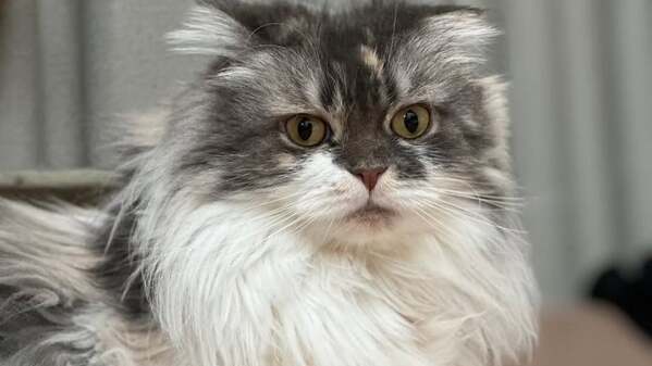 「まるでモデルさんみたいに可愛い」中川剛、愛猫の立ち姿ショットにキュンとする声続出