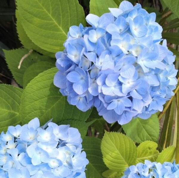 「九州は梅雨入り、沖縄は梅雨明けだよ」くぼてんきが季節の便りをお届け！