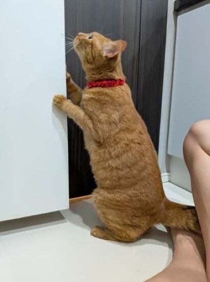 松丸亮吾宅で賢すぎるリド君が「扉開け」に挑戦！？まさかのマスターにで飼い主困惑か！