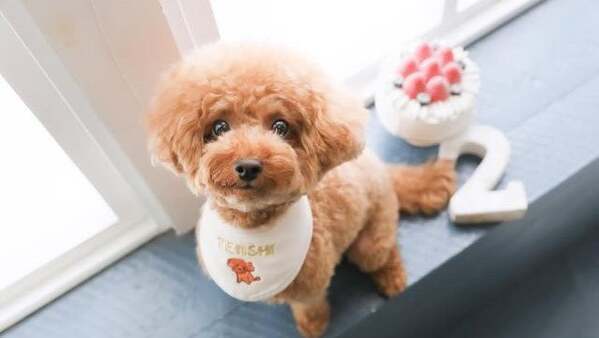 「最上級にかわいいの」「本当の天使みたい」元AKB48・岡田奈々、愛犬の誕生日ショット公開でファンから反響！