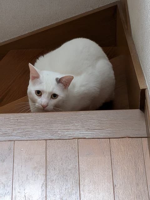 「完全によそ者を見る目！」人気芸人を睨む”実家猫”の姿にファン爆笑!?「全然懐いてないですね」