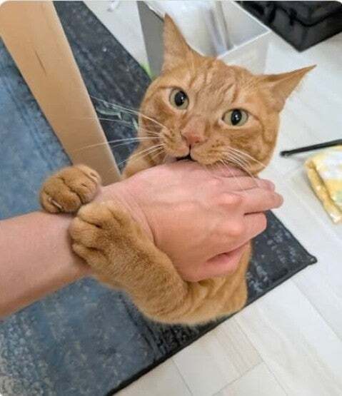 「パパの手大好き～！」甘えん坊リドくん、松丸亮吾の手をハムハム！