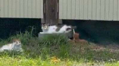 国分太一「むちゃくちゃ癒された」猫たちのキュートすぎる光景をファンにもシェア！