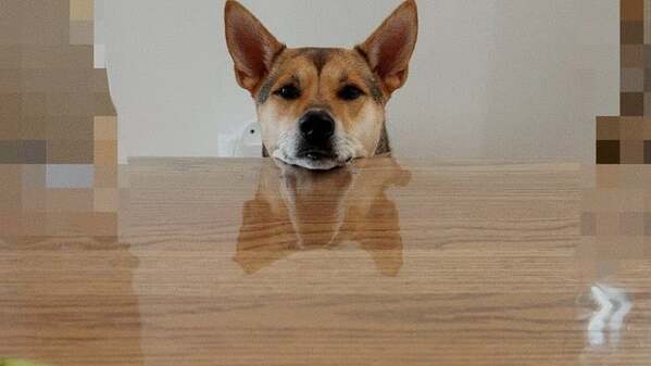 「足りなかったようで、すみません…」紗倉まな、愛犬がメロンを待ち焦がれる姿を公開！切ない視線がかわいすぎる