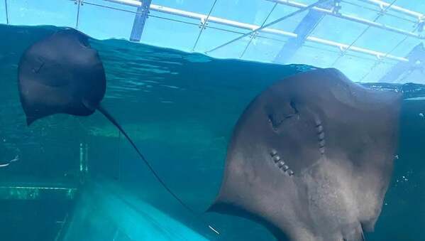 アクアマリンふくしま、カラスエイの幼魚を公開！懸命にパタパタ泳ぐ姿に癒やされる