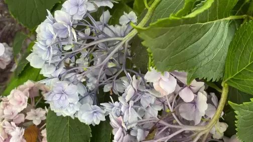 「今年の夏、早すぎませんか？」大林素子が東北の猛暑に驚きつつ生放送出演を報告！