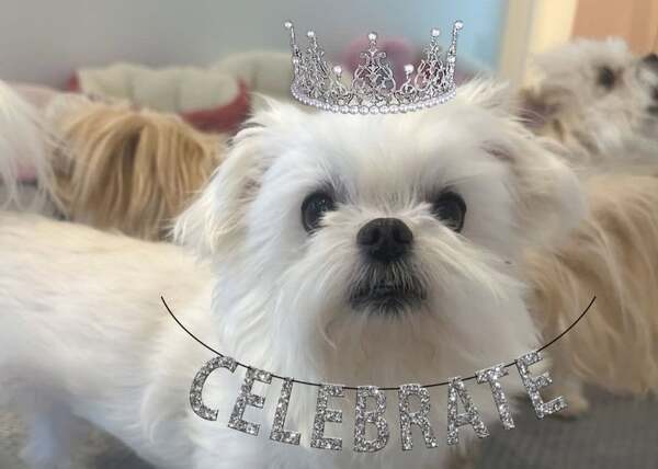 日本バレーボール協会会長・川合俊一がペットの誕生日をお祝いした写真を公開！「とても可愛い素敵な写真、癒されました」