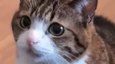 猫のマシンがトークが可愛すぎ！Suzume Catの最新ネコ動画が「おしゃべりしたいにゃ」と話題に！