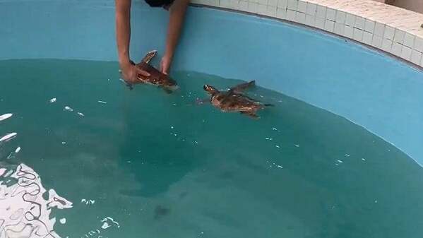 ちゃんと待ってる！お利口に「回収」されるウミガメのムービーが可愛すぎる！