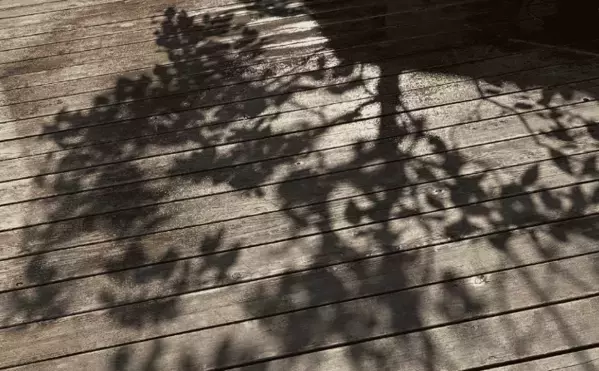 暑さの中の涼しさを一枚に。香坂みゆき、癒しの木陰ショット公開